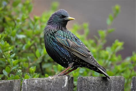 Common Starling By Peter Miles Birdguides