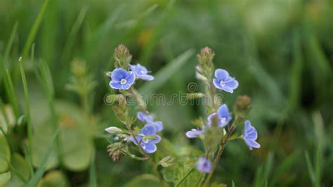 Beautiful Little Blue Flowers In A Summer Meadow Spring Stock Photo