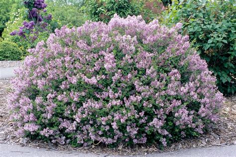 18 Lilac Varieties Hgtv
