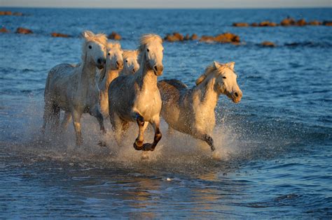 The Camargue's Masterful Guardian and their Horses - Photo Tours ...