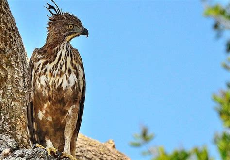 Changeable Hawk Eagle Lombok Wildlife Park
