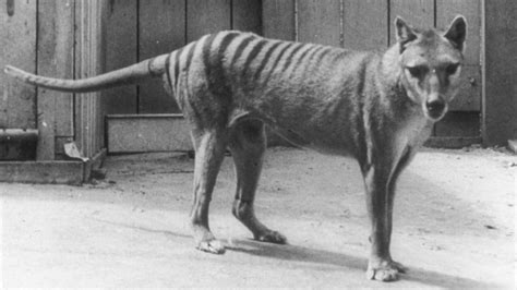 Long Extinct Tasmanian Tiger May Still Be Alive And Prowling The
