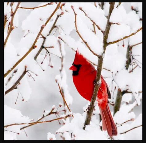 Pin By Carol Bomberg On Christmas Cardinal Birds Birds Winter