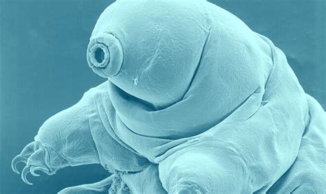Microscopic Water Bears Led Researchers To Discover A New Type Of