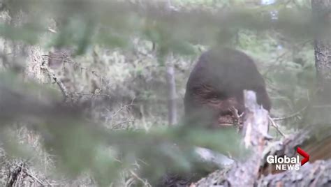 Bigfoot In Canada Inside The Hunt For Proof — Or At Least A Good Photo