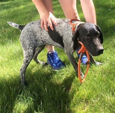 We may have a hunting buddy that is just right for you. German Shorthaired Pointer Puppies For Sale | San ...