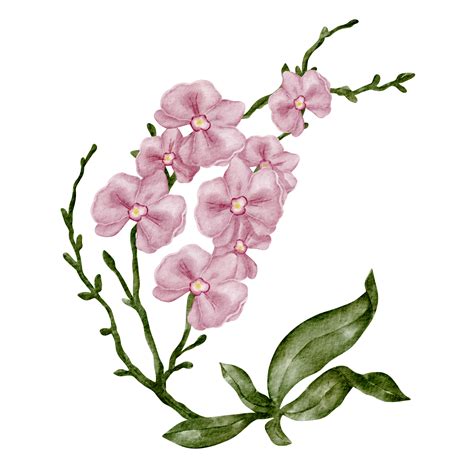 Aquarell Orchidee Clipart Blume 16540583 Png