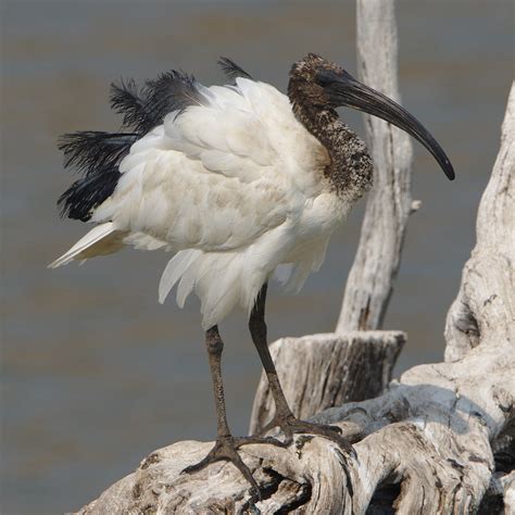 African Sacred Ibisthreskiornis Aethiopicus At Pilanesbe Flickr