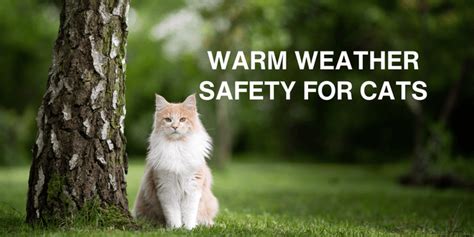 Cat Safety Tips Keeping Your Cat Safe In Warm Weather