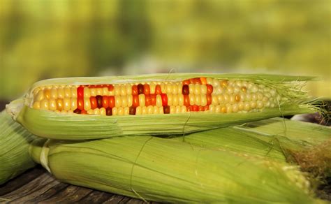 Monsanto To Sell Genetically Modified Sweet Corn