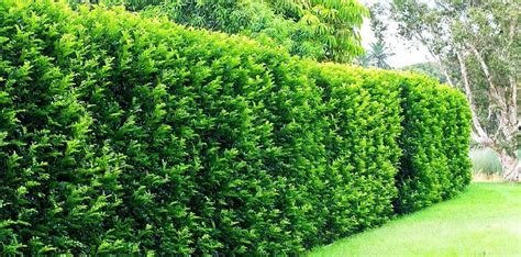 Best Privacy Hedge Hawaii Fence Plants Fast Growing Fast For Privacy