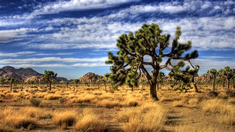 73 Joshua Tree Wallpaper Wallpapersafari