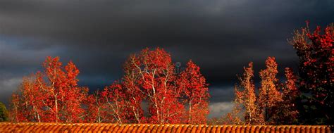 Red Fall Trees With Black Sky Stock Image Image Of Background Leaves