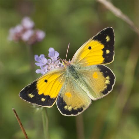 Clouded Yellow Butterfly: Identification, Facts & Pictures