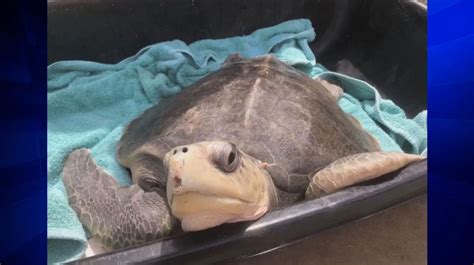 Turtle Released Back To Sea After Rehabilitating At Turtle Hospital In