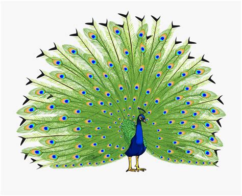 Peacock Clipart Pictures 10 Free Cliparts Download Images On