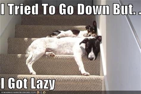 12 Best Jack Russell Memes Of All Time Funny Sites Time 7 Hysterical
