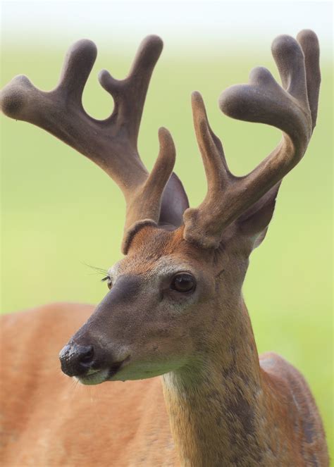 Why bucks shed their antlers | Mississippi State University Extension ...