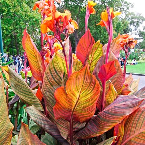 Brecks Phasion Giant Variegated Canna Lily Bulbs Orange Flowers 3