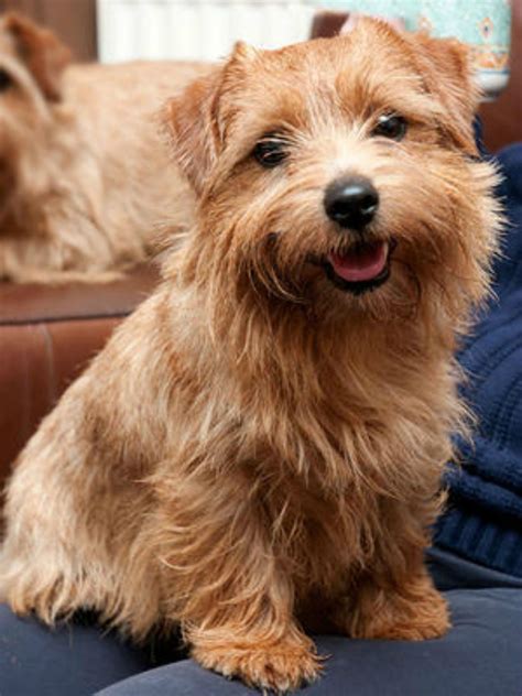 Norfolk Terrier Terrier Dog Breeds Pitbull Terrier Cairn Terriers