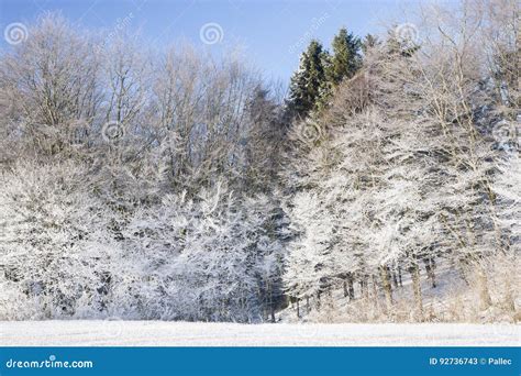 Frosty Morning In The Forest Stock Image Image Of Scenic Clouds