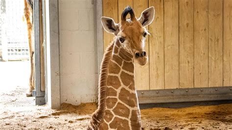 New Baby Animals Make Their Debut At Fort Worth Zoo