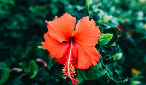 17 Flowers That Bloom All Year In Florida Gardening Glow