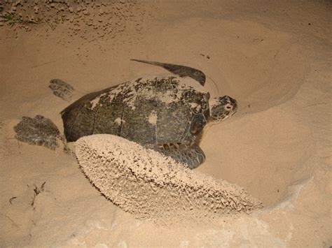 Cuba Sea Turtle Expedition With See Turtles Go Overseas