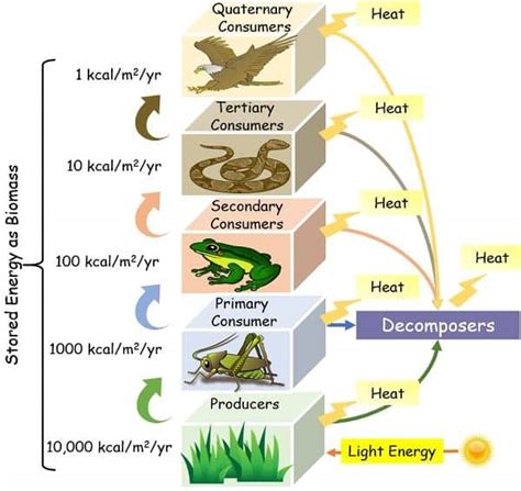 Food Chain Energy Flow Chart