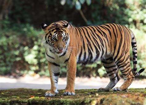 Populasi Harimau Sumatra Di Alam Tinggal Ekor