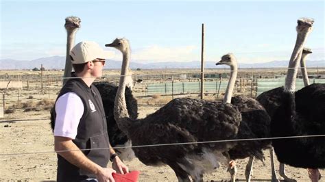 American Ostrich Farms The Healthy Sustainable Red Meat Teaser 2