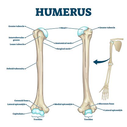 Examples of long bones include the femur, tibia, fibula, metatarsals, and phalanges. Humerus Bone Labeled Vector Illustration Diagram Stock ...