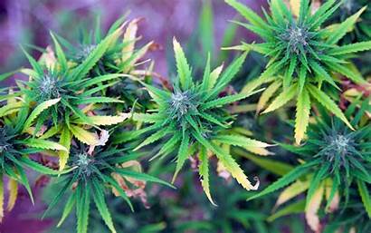 Marijuana Cannabis Weed Vermont State Recreational Dagga