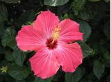 What Does A Hibiscus Flower Look Like Pictures