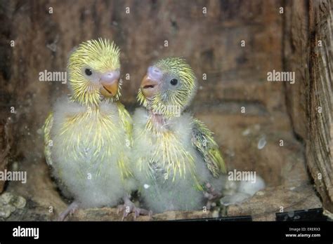 Budgerigar Parakeets Hi Res Stock Photography And Images Alamy