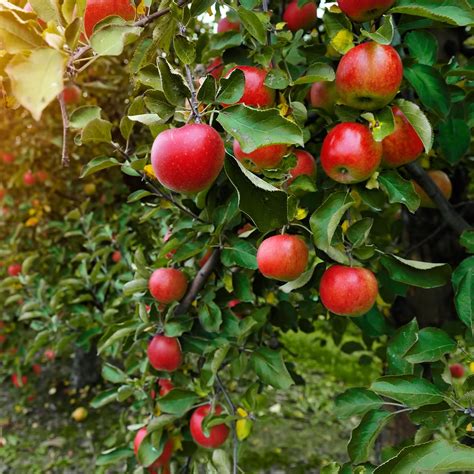 Apple Tree Day January 6 2023 National Today
