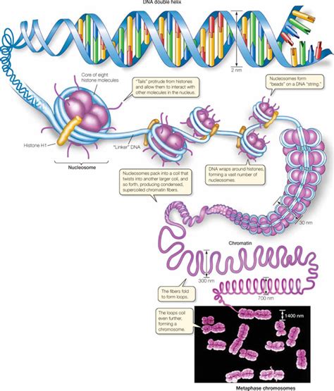 Dna Is Packed Into A Mitotic Chromosome Learn Science At Scitable