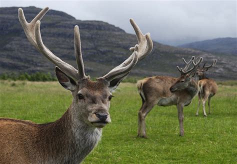 Report On Deer Management In Scotland Report To The Scottish