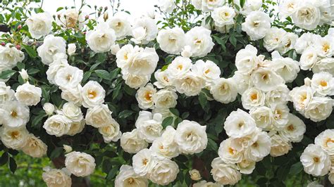 Best Climbing Roses For Trellises Arbors Pergolas Fences And Walls