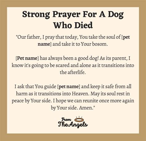 7 Beautiful Prayers For The Loss Of A Dog Find Heaven