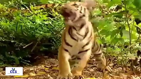 Monkey Plays Smarte To Tiger 1589549821outputanimatdtext Youtube