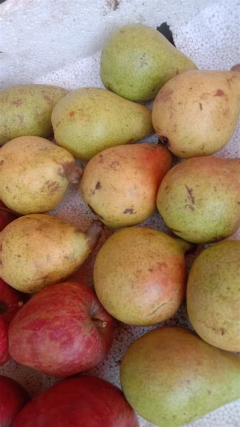 A Grade Apple Indian Red Pears Packaging Size 5 Kg At Rs 160kg In Pune