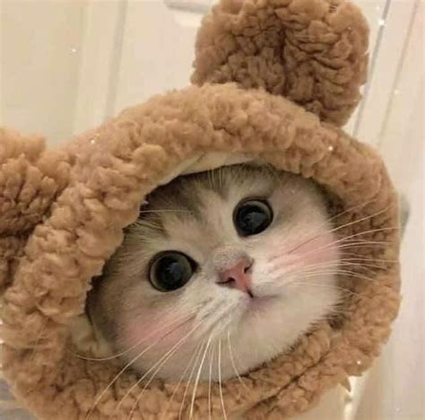 🤩Котик в шапке мишки🥐 Очаровательные котята Милые детеныши животных Детеныши животных