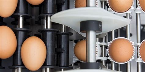 Egg Setting System Egg Handling Royal Pas Reform Integrated Hatchery Solutions