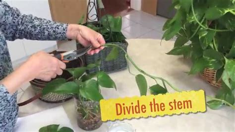 Now we have to make a bundle out of these rooted money plants. How to grow Epipremnum aureum - money plant - YouTube