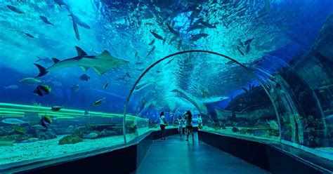 The Philippines Largest Oceanarium Opens In Cebu Rachfeed