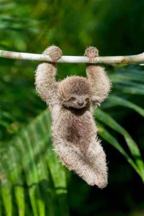 Classic Hd Wallpapers Baby Sloth So Cute