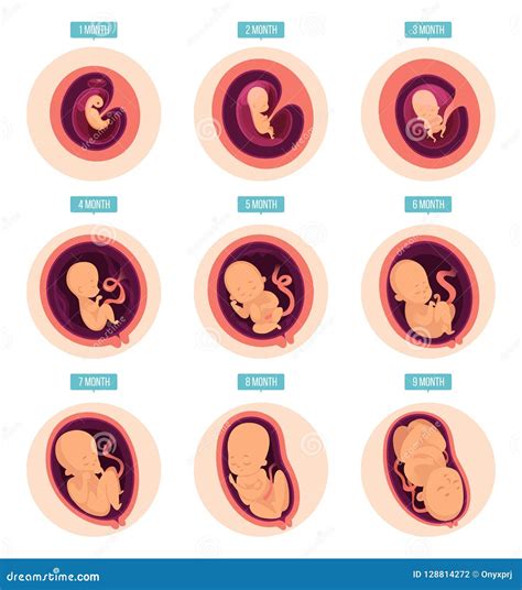 Pregnancy Fetal Growth Fertilization Embryo Development Human Fetus