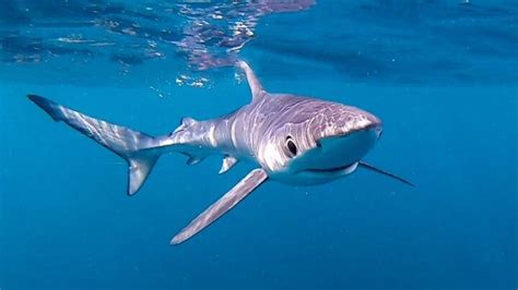 Snorkelling With Blue Sharks In Cornwall England