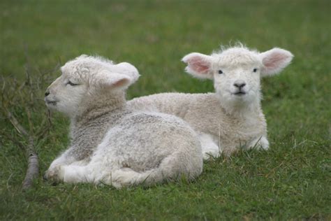 Facts About Domestic Sheep